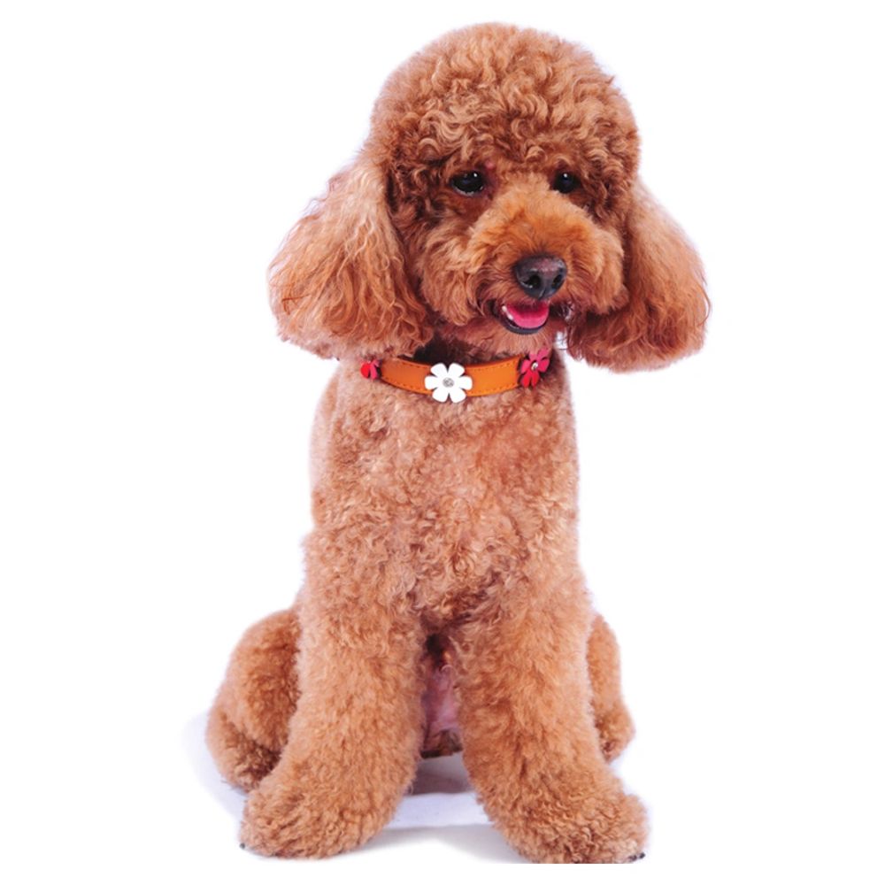 Dog Boutique UK Dolly Dog UK